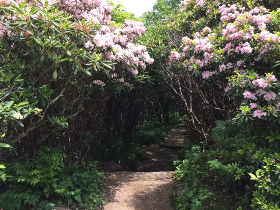 Craggy Gardens - on the Blue Ridge Parkway in North Carolina